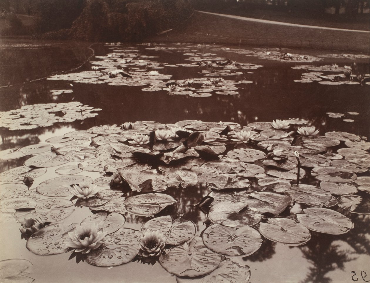 Åkander af Eugène Atget
