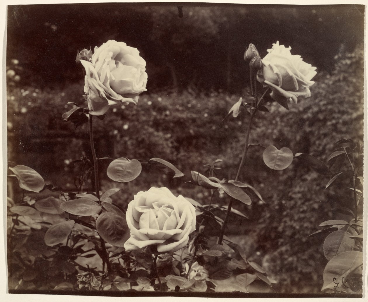 Roser af Eugène Atget