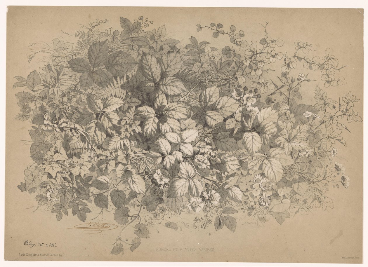 Bramen og andre planter Brambles og forskellige planter (titel på objekt) Planten en bloemen (serietitel) Industriel guide hentet fra naturen og litografieret af Bléry (serietitel) af Eugene Bléry