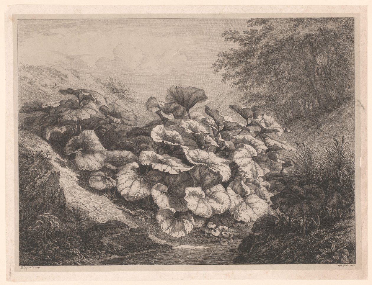 Groot hoefblad De store Coltsfoots Vier grote plante soorten (serietitel) De fire store planter (serietitel) af Eugene Bléry