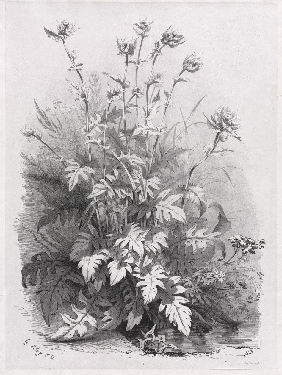 Grupper af forskellige planter tegnet efter naturen: nr. 7 af Eugene Bléry