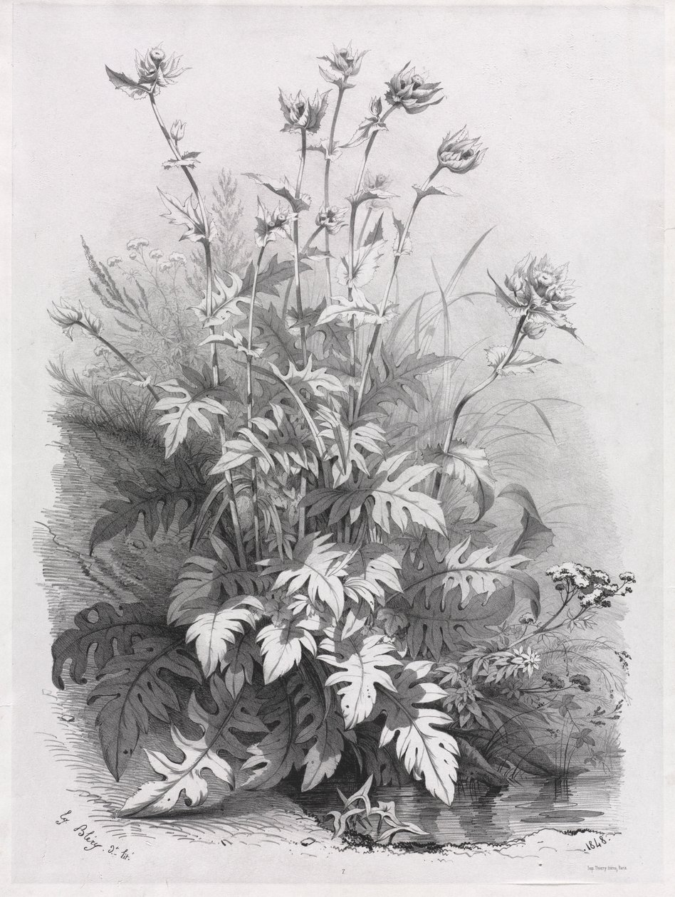 Grupper af forskellige planter tegnet efter naturen: nr. 7, 1848. af Eugene Bléry