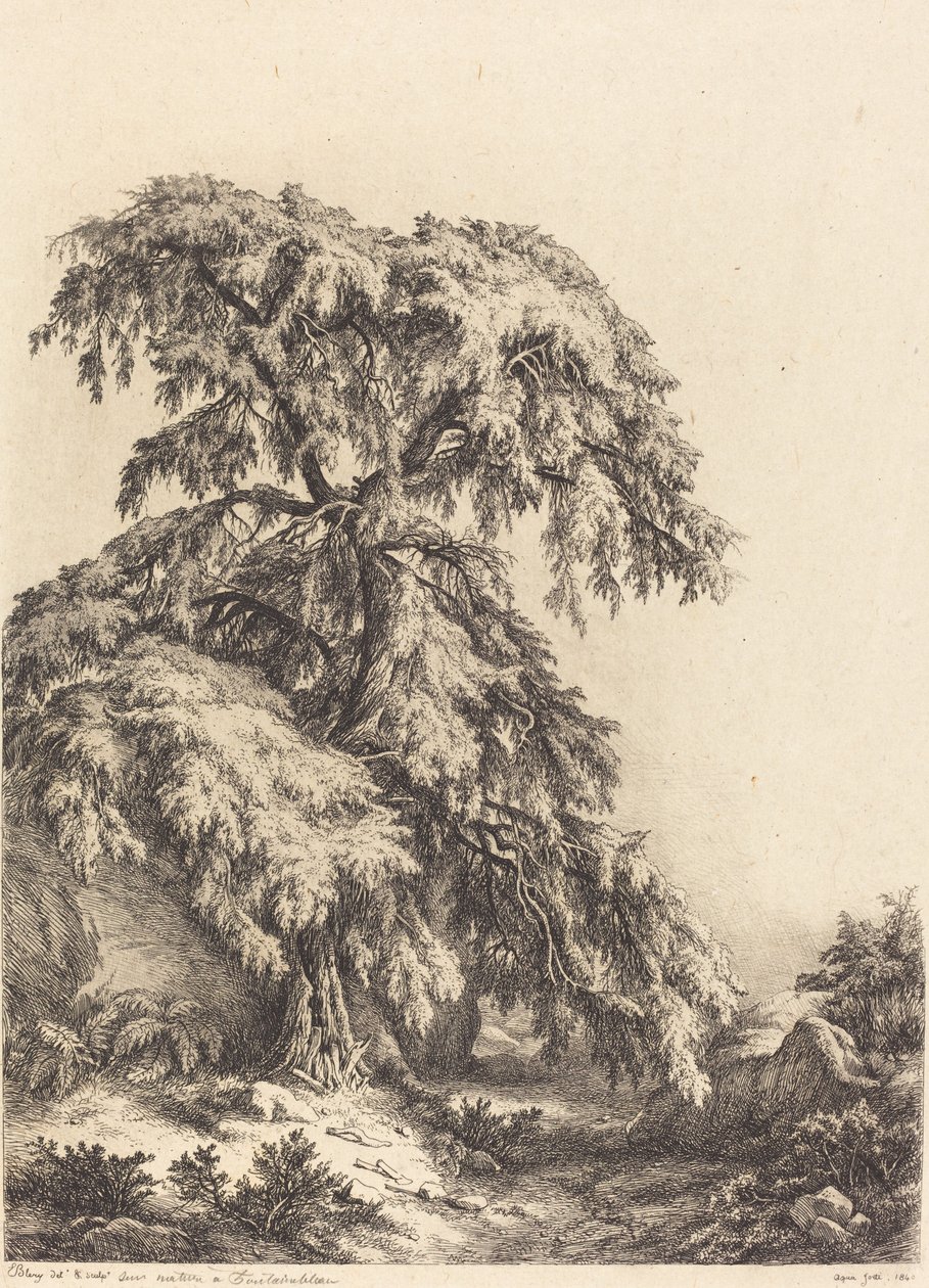 Enebærtræ, 1840. af Eugene Bléry
