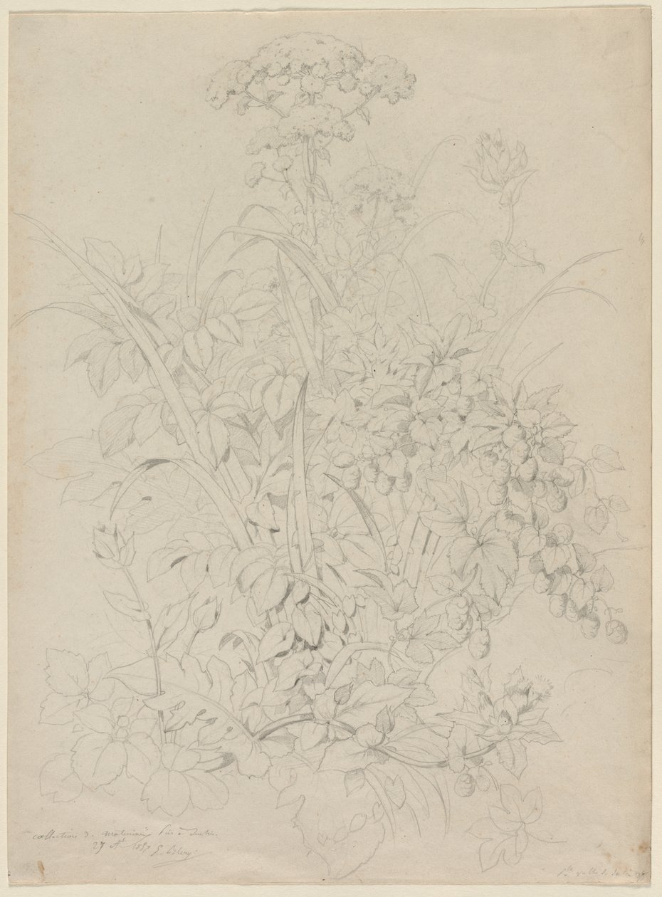 Planteundersøgelse af Eugene Bléry