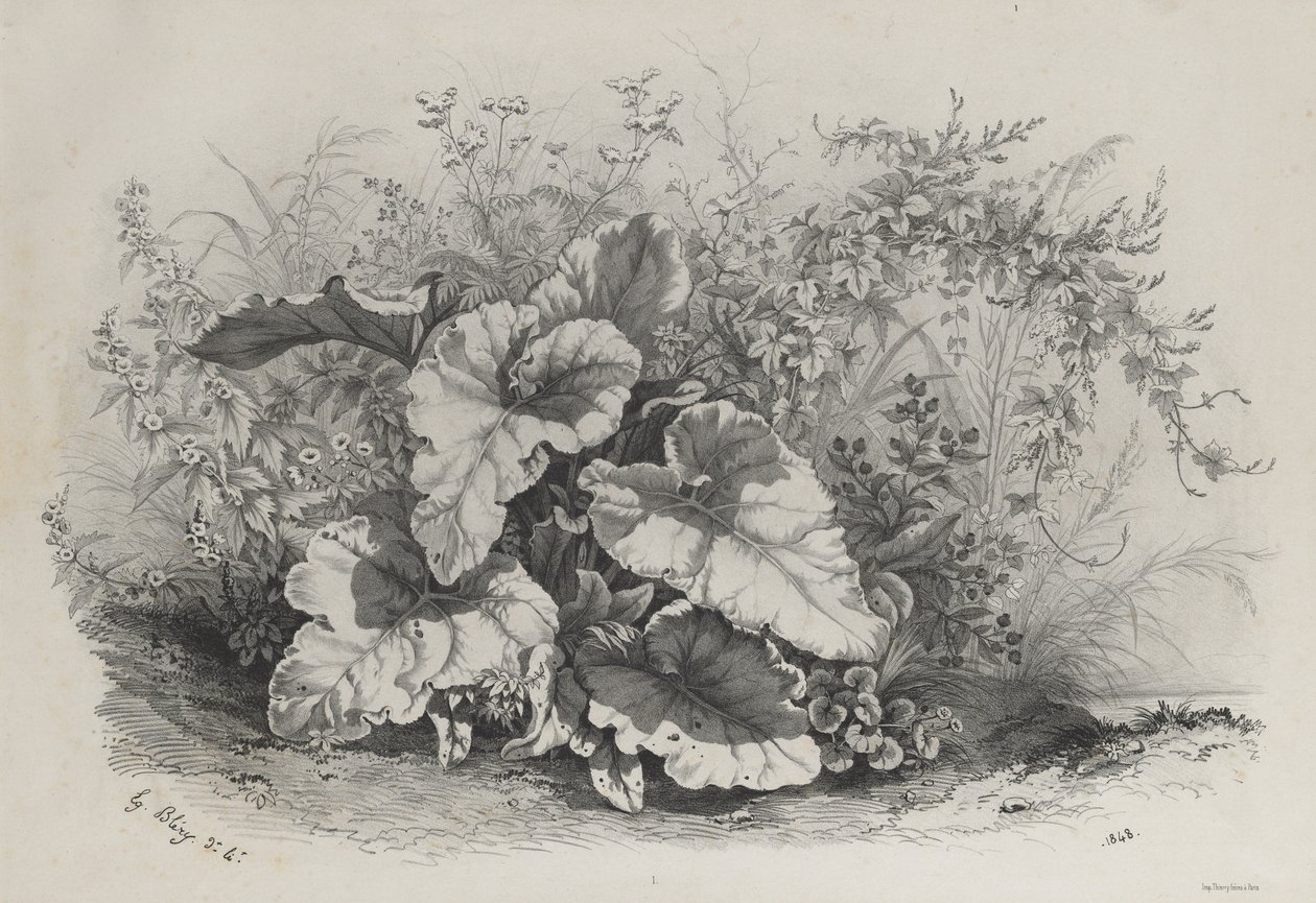 Plantestudie fra en gruppe af forskellige planter tegnet og litograferet efter naturen..., 1848. af Eugene Bléry