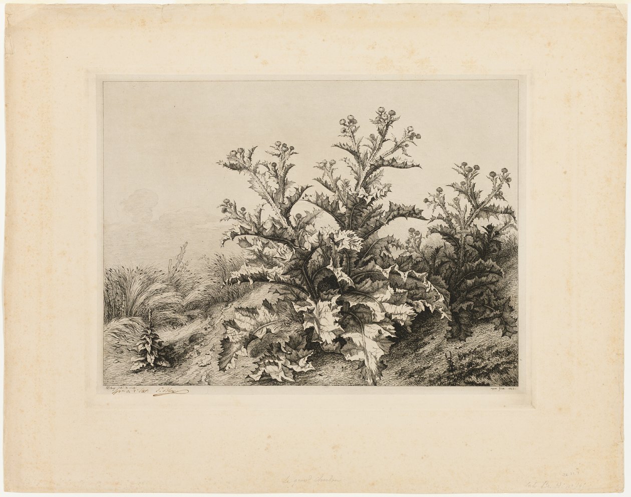 Den store tidsel, tallerken tre fra Les quatres grandes plantes af Eugene Bléry