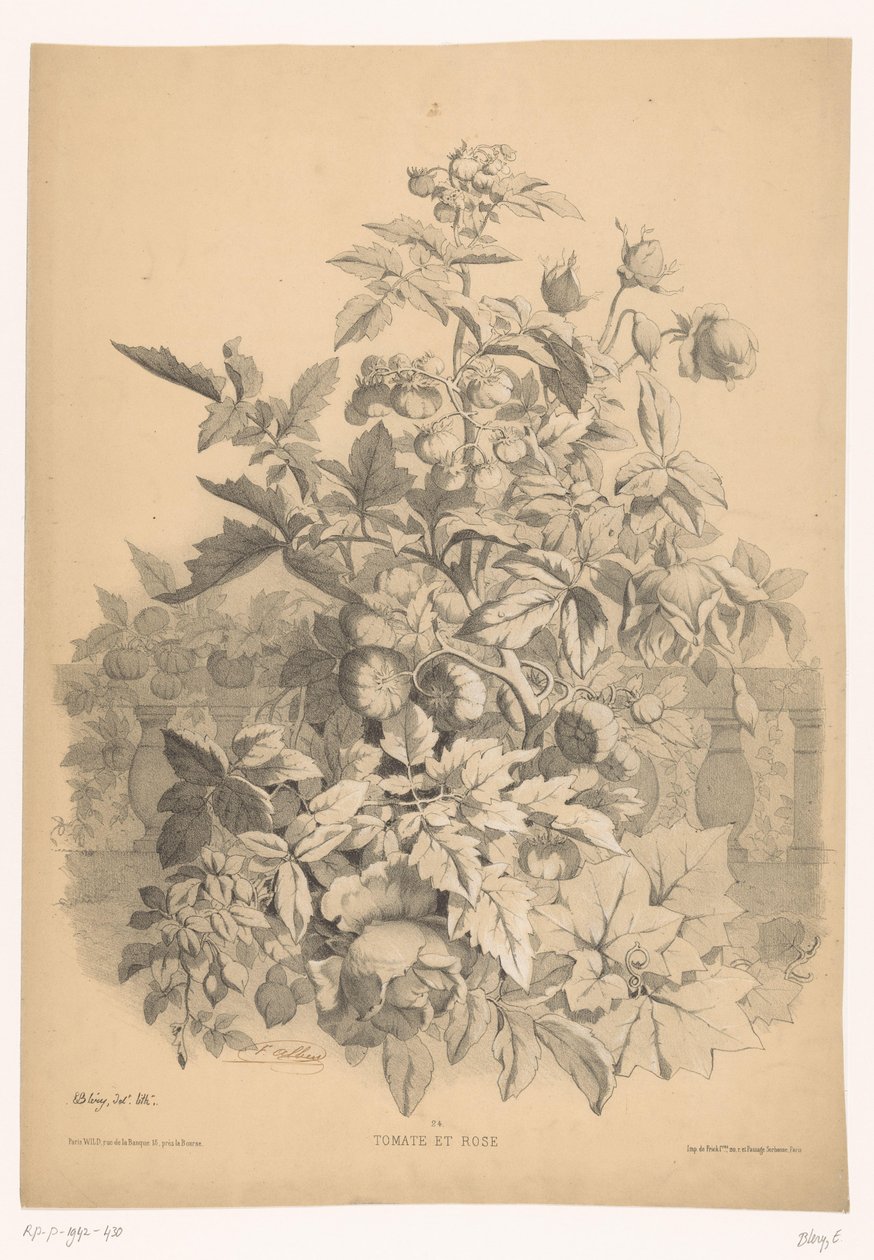 Tomat i rosa Tomat og rose (titel på objekt) Planten en bloemen (serietitel) Industriel guide hentet fra naturen og litografieret af Bléry (serietitel) af Eugene Bléry