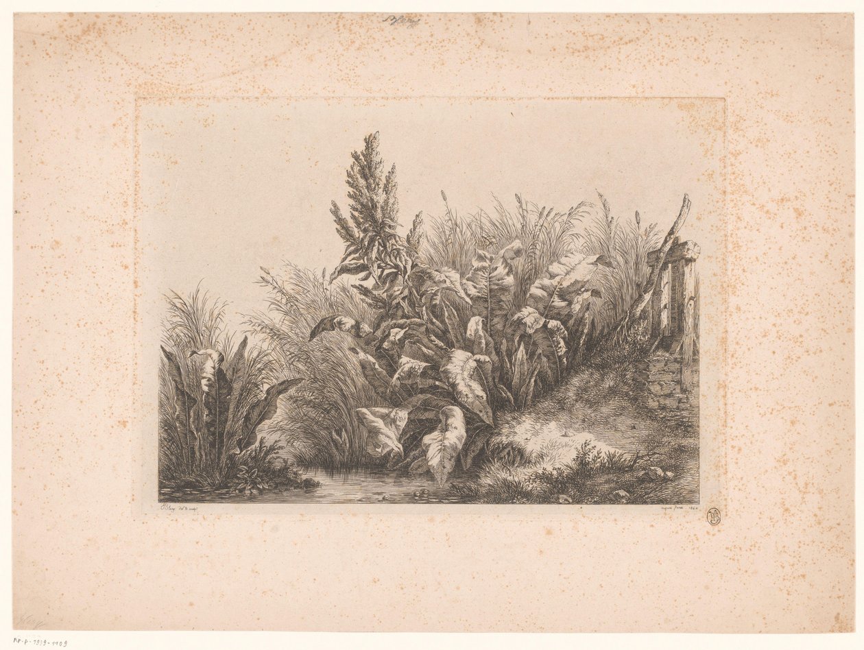 Waterzuring en riet aan de oever Vand tålmodighed ved den lille ventil Studier tegnet og indgraveret fra naturen (...) (serietitel) af Eugene Bléry