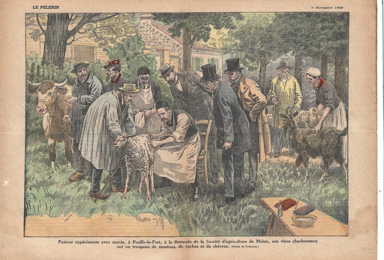 På Pouilly-le-Fort testede Pasteur efter anmodning fra Melun Agricultural Society med succes sin miltbrandvirus på en flok får, køer og geder., Le Pèlerin, 5/11/1922 (print) af Eugene Damblans
