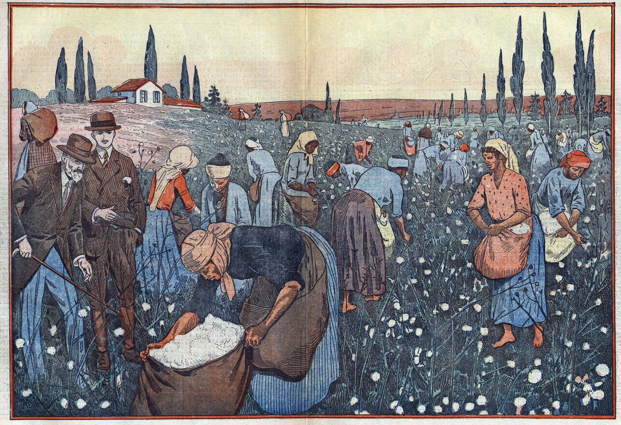 Bomuldsafgrøden, nær Orleanville, i Chelif-dalen, Algeriet. Illustration af Damblans. I "" Le Pelerin"" af 23. februar af Eugene Damblans