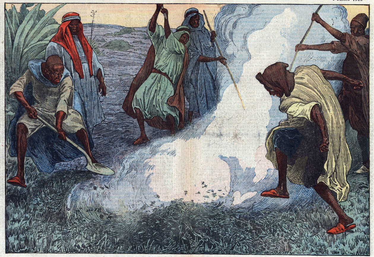 Ødelæggelsen af græshopper i Algeriet: Araberne brænder dem under råb og skænderier. Illustration af Damblans. I "" Le Pelerin"" af 4. juli af Eugene Damblans