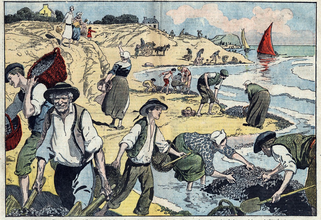Indbyggerne på Thouais kystlinje høster muslinger. Kernevel, Finistere (29), Bretagne. Illustration af Damblans. I "" Le Pelerin"" af 31. august af Eugene Damblans