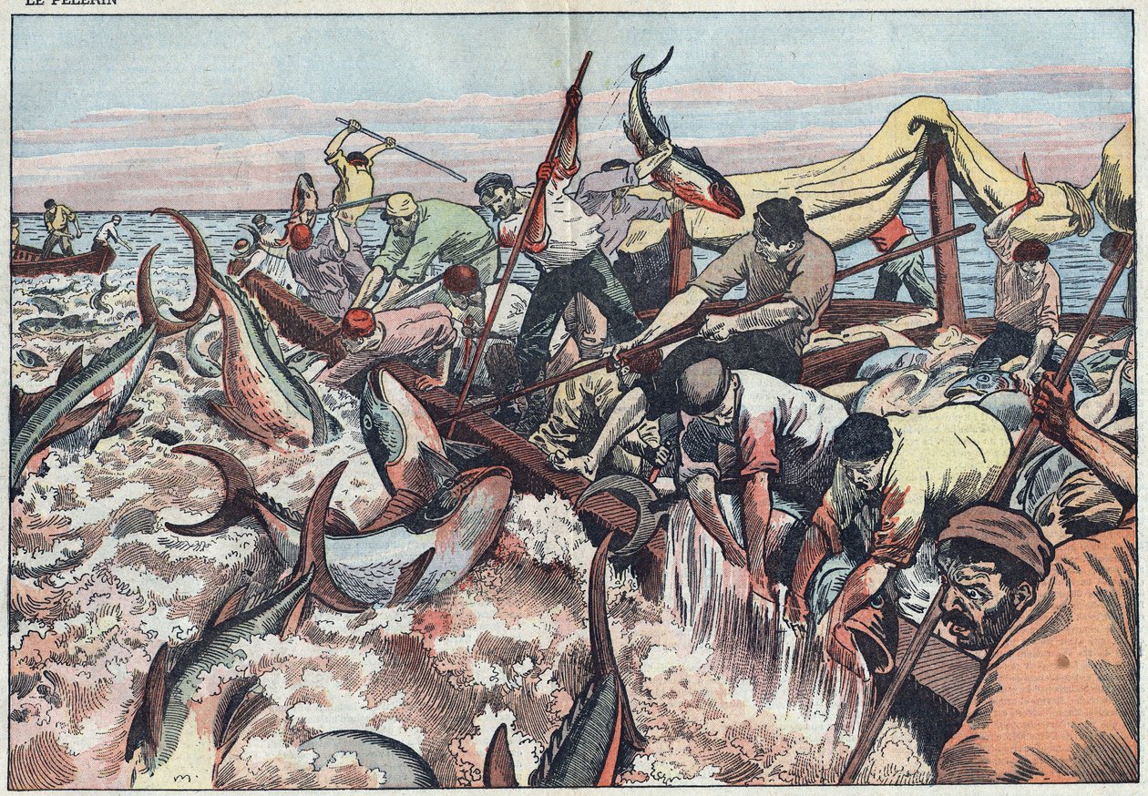 Tunfiskeri i Tunesien - Tun fanges i det sidste net kendt som "corpo", udklækkes med hugtænder og smækkes i fiskerbåden. Illustration af Damblans. I "" Le Pelerin"" af 30. august af Eugene Damblans