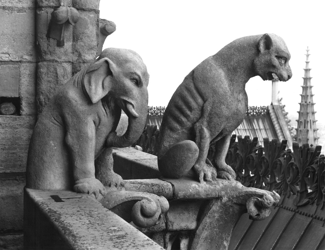 Elefant- og løvegargoyler fra balustraden i Grande Galerie på vestfacaden, replika af en original fra det 12. århundrede (sten) (s/h-foto) af Eugene Emmanuel Viollet le Duc