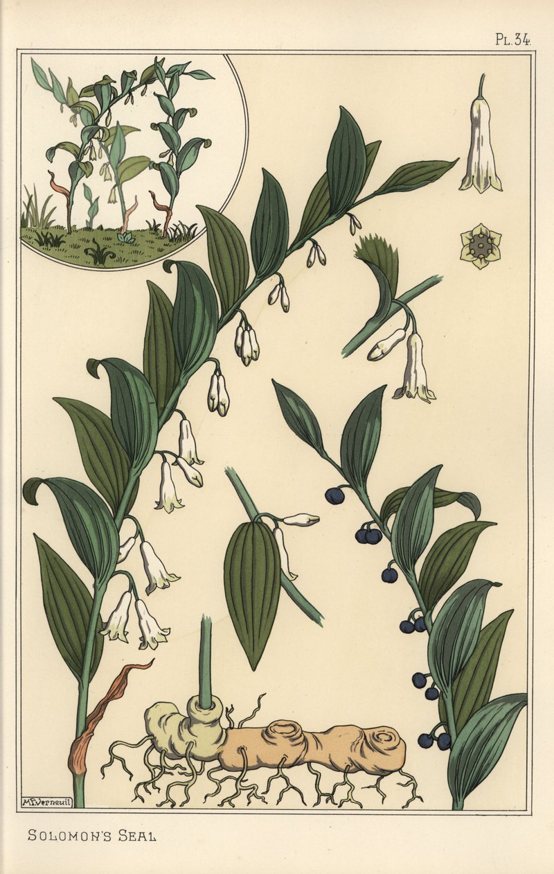 Botanisk illustration af Salomons segl, Polygonatum multiflorum af Eugene Grasset