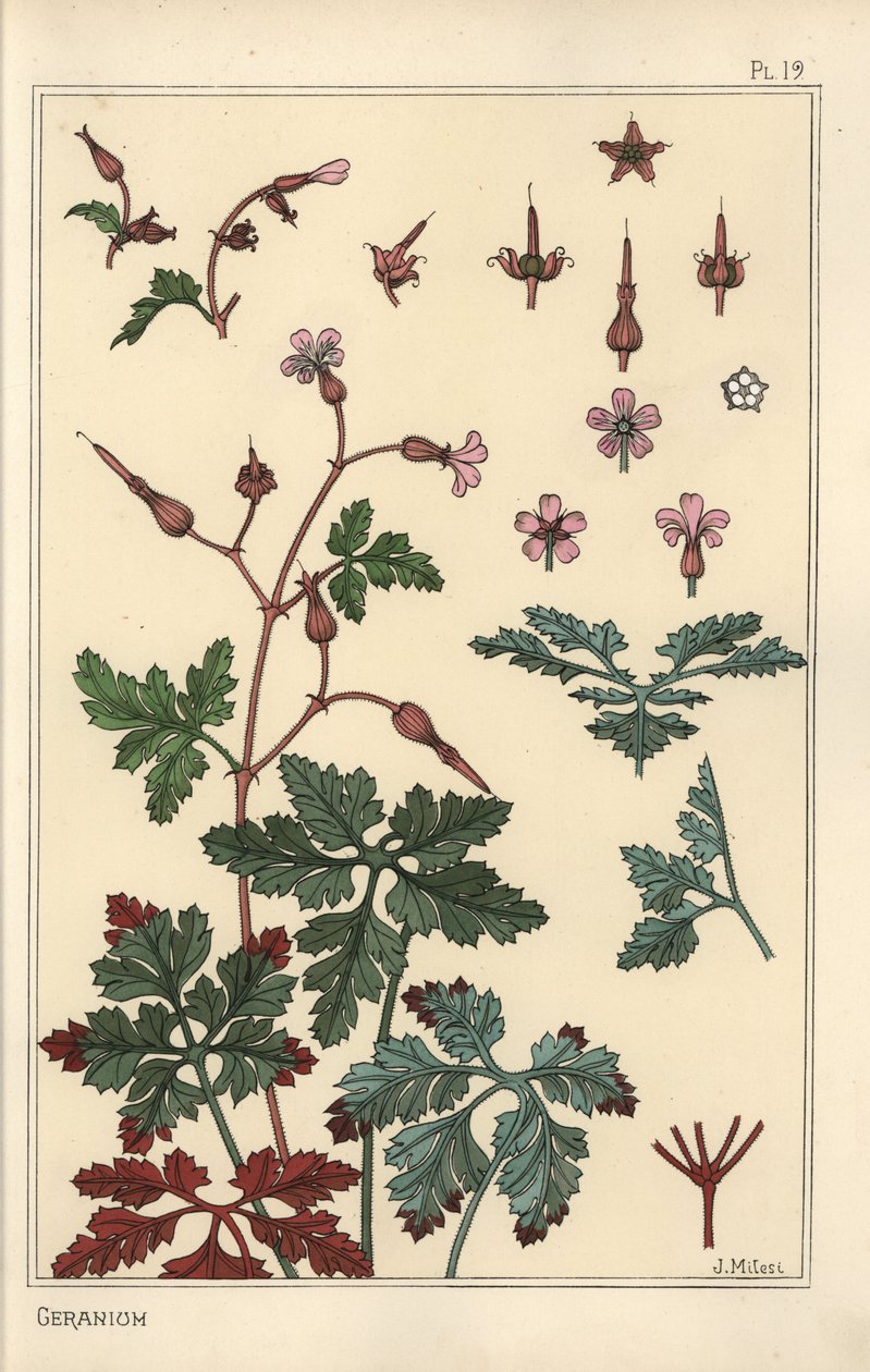 Botanisk illustration af en geraniumblomst, kronblade, blade af Eugene Grasset