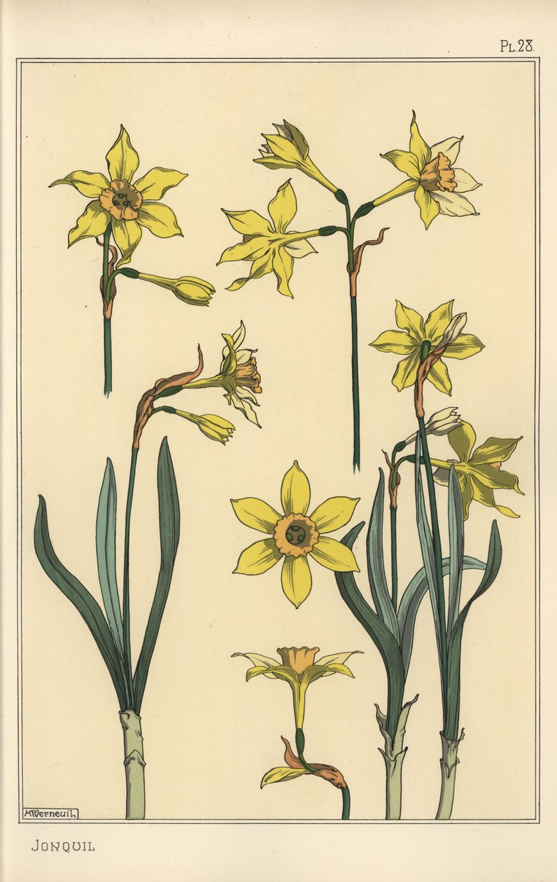 Botanisk illustration af jonquil, Narcissus jonquilla, der viser dele af blomsten af Eugene Grasset