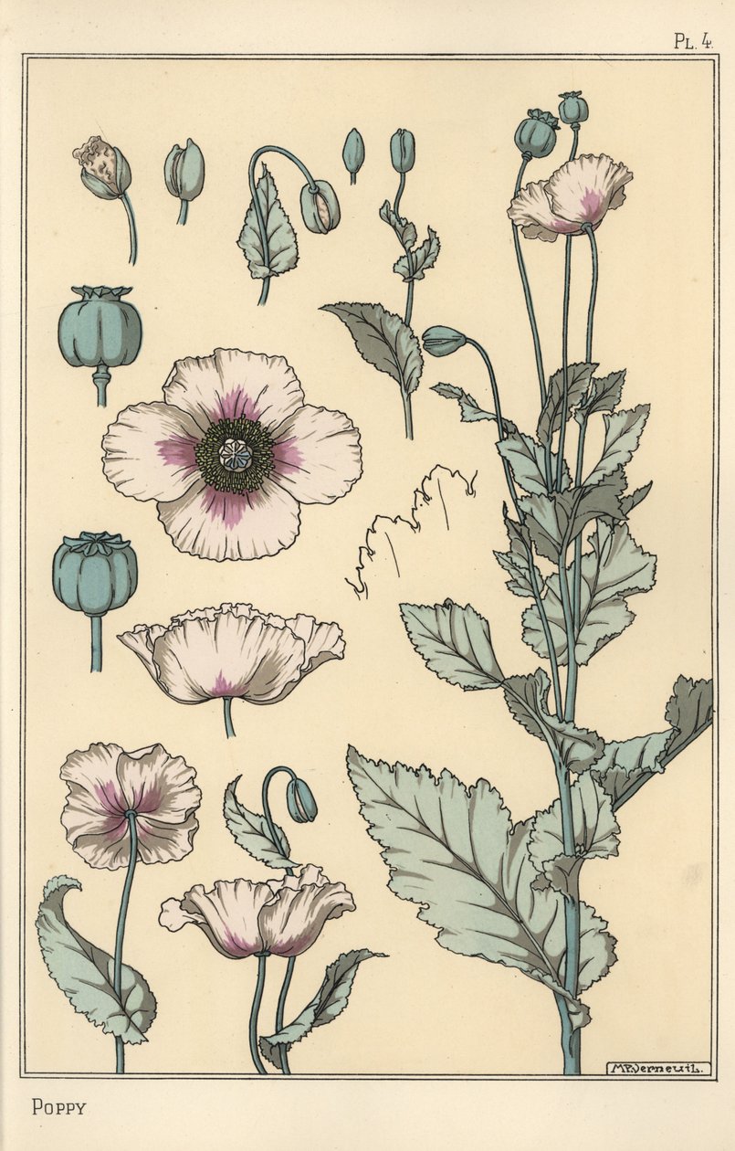 Botanisk illustration af valmuen, med blomsterdele, opiumsbælg af Eugene Grasset