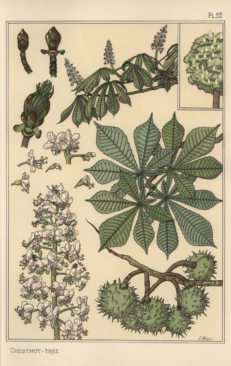 Botanisk undersøgelse af kastanjetræer af Eugene Grasset