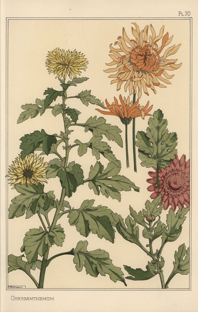 Krysantemum botanisk undersøgelse af Eugene Grasset