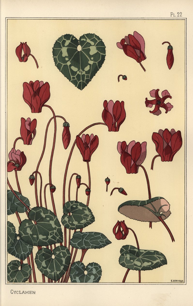 Cyclamen plante, med detaljer om blomst, blade, kronblade af Eugene Grasset