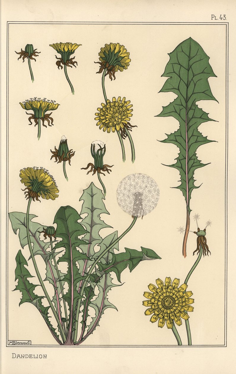 Mælkebøtte botaniske undersøgelse af Eugene Grasset