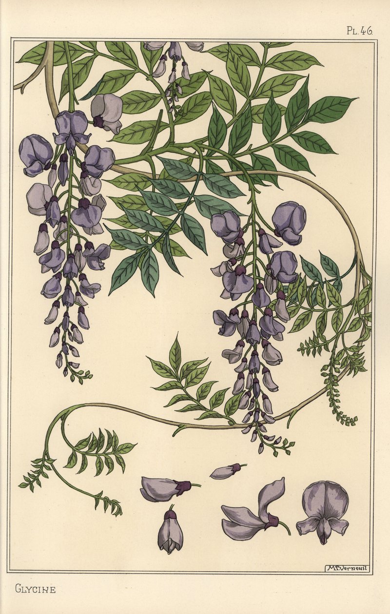 Glycin botanisk undersøgelse af Eugene Grasset