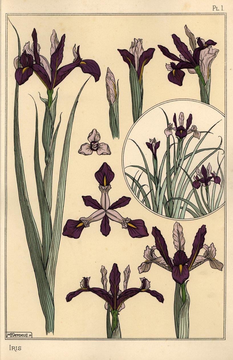 Iris plante- og blomsterdele, med indsat af Eugene Grasset