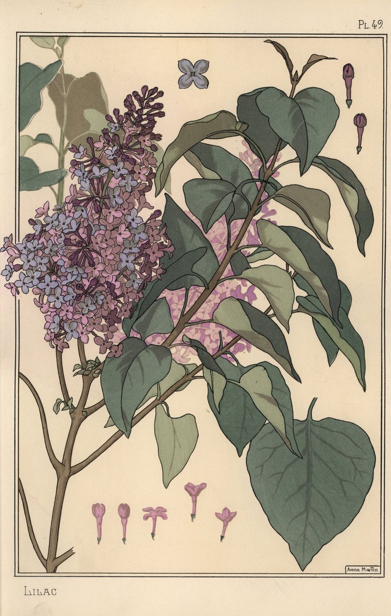 Syren botanisk undersøgelse. af Eugene Grasset