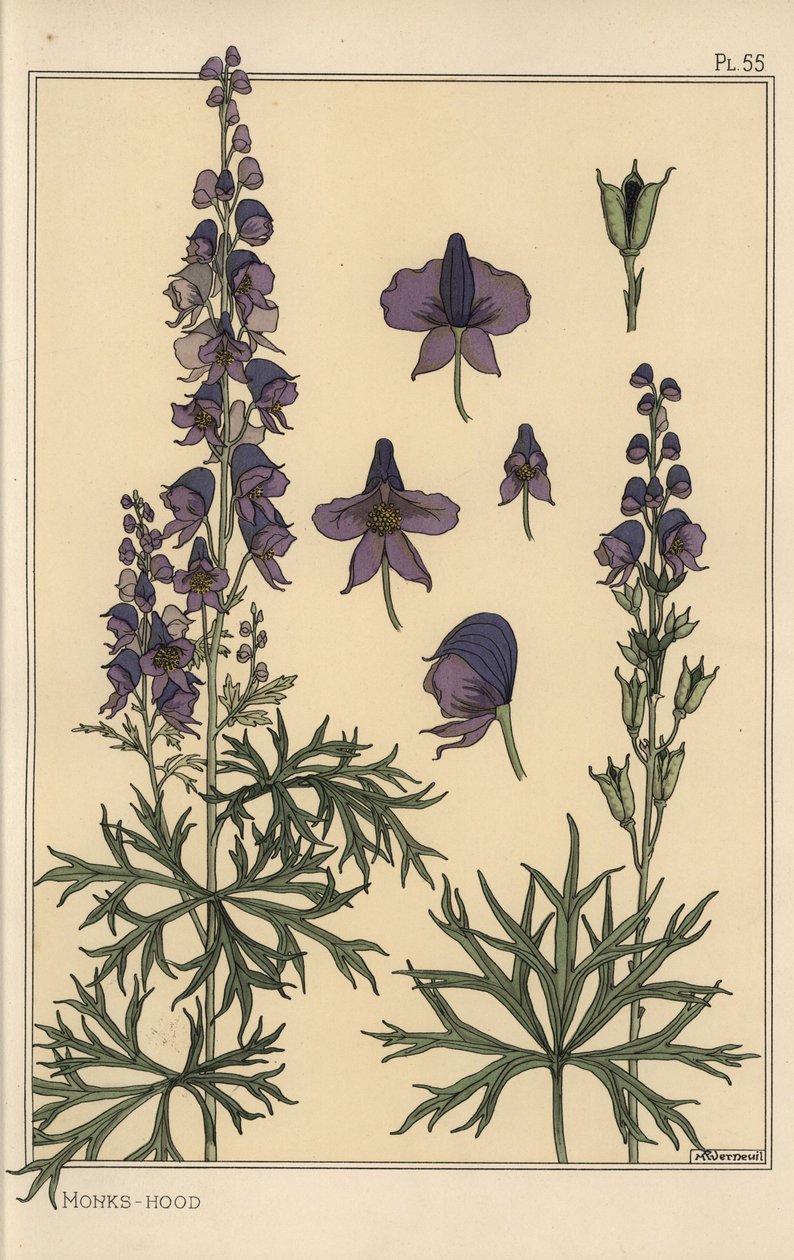 Munke Hood Botanical Study af Eugene Grasset
