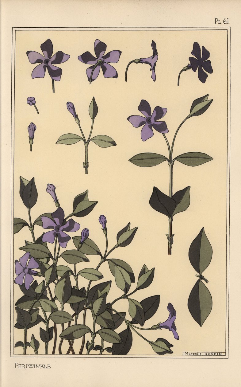 Periwinkle botanisk undersøgelse af Eugene Grasset