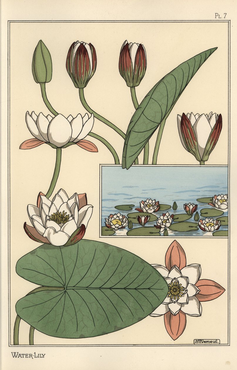 Åkande, Nelumbo lutea og blomsterdele af Eugene Grasset