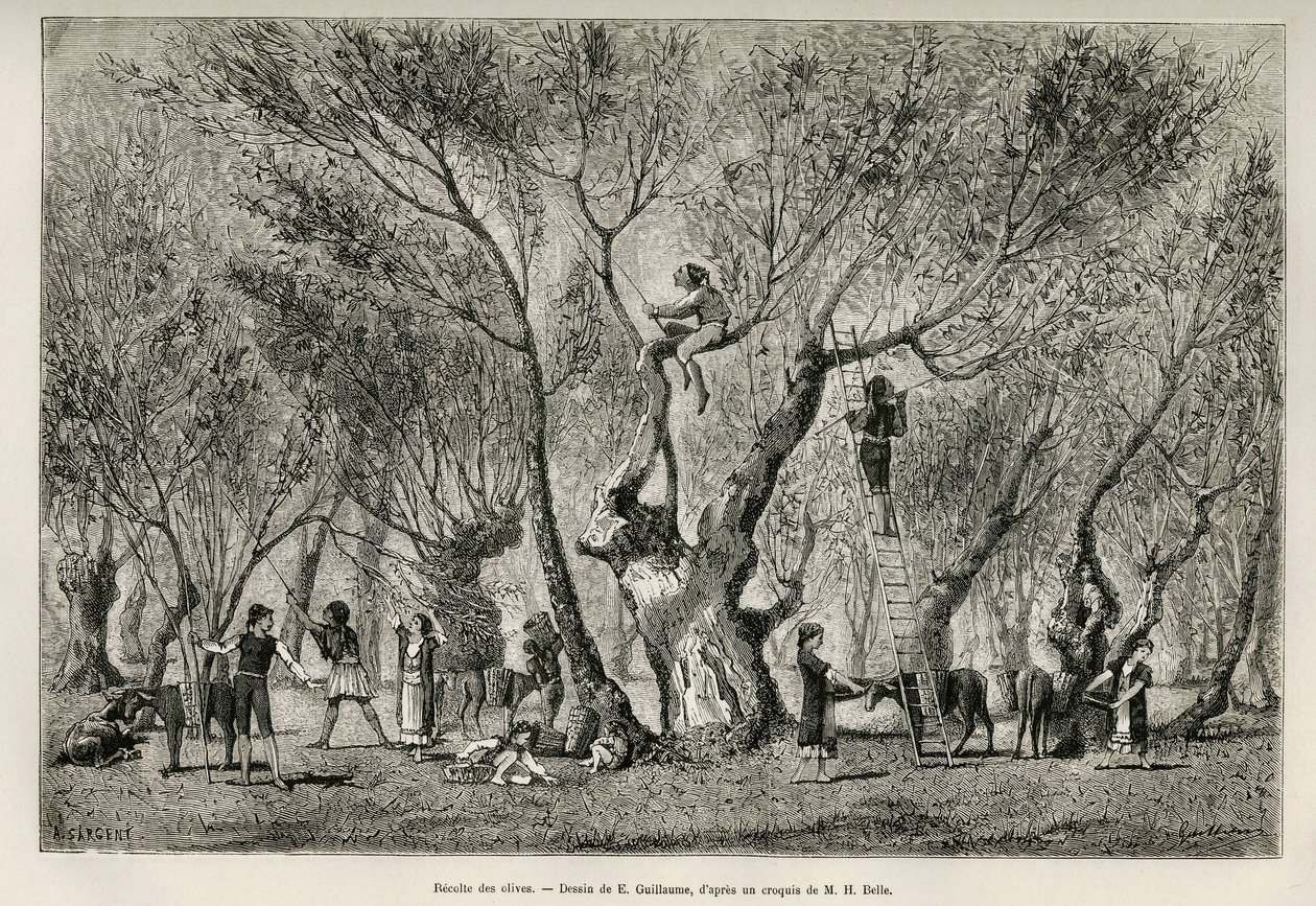 Samlingen af oliven i Amphissa-regionen, tegning af E.Guillaume, for at illustrere historien om Henri Belle: Voyage en Greece af Eugene Guillaume