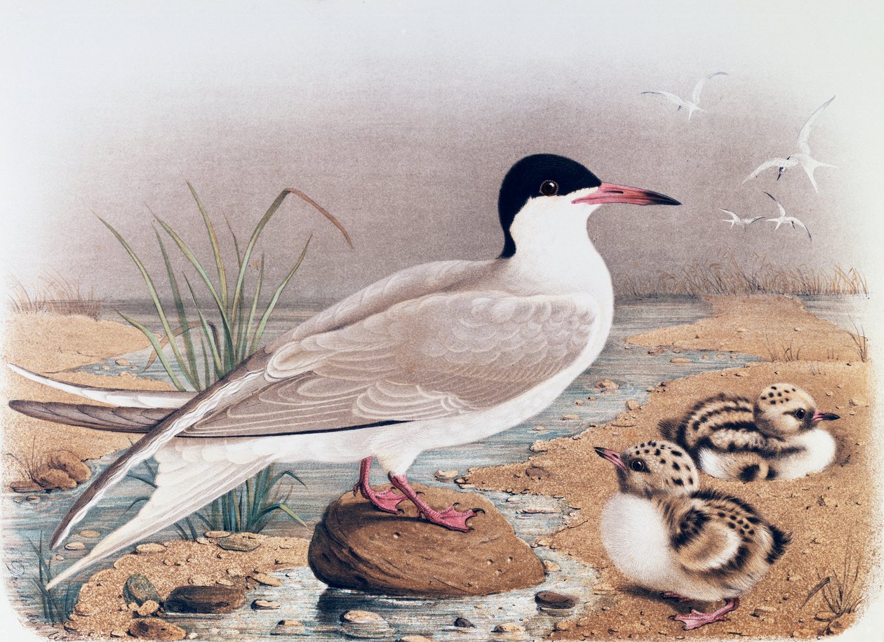 Terner (Sterna hirundo), gravering af Oscar Dressler, fra Natural History of Birds that nest in Lombardy, af Eugenio Bettoni (1845-1898), Italien af Eugenio Bettoni, Oscar Dressler
