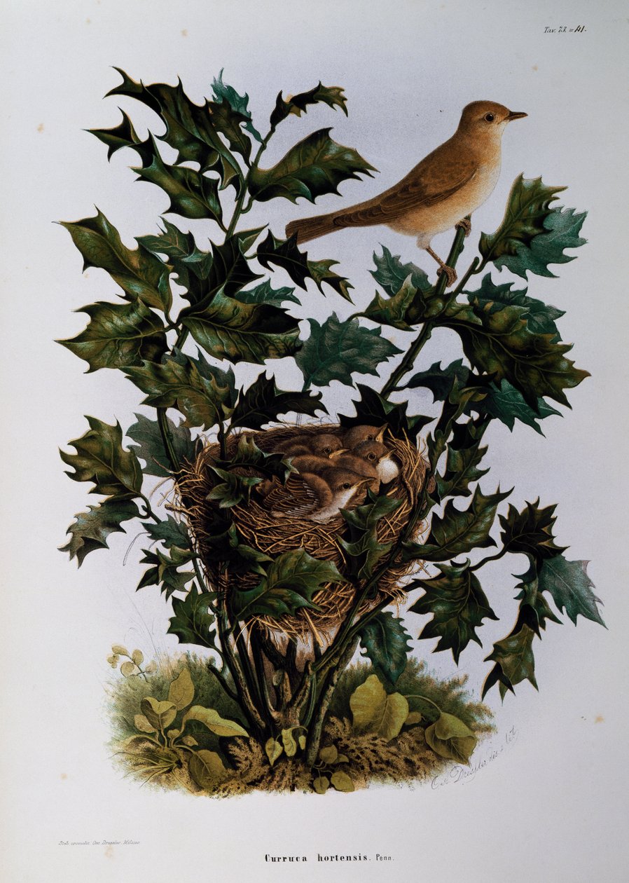 Havesanger (Sylvia hortensis), gravering af Oscar Dressler, fra Natural History of Birds, der yngler i Lombardiet, af Eugenio Bettoni (1845-1898), Italien af Eugenio Bettoni, Oscar Dressler
