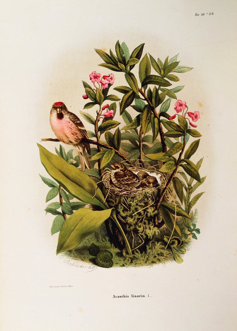 Illustration fra Eugenio Bettonis "Natural History of Birds that Nest in Lombardy", der repræsenterer den almindelige rødpolle Carduelis flammea familie, af Oscar Dressler af Eugenio Bettoni, Oscar Dressler