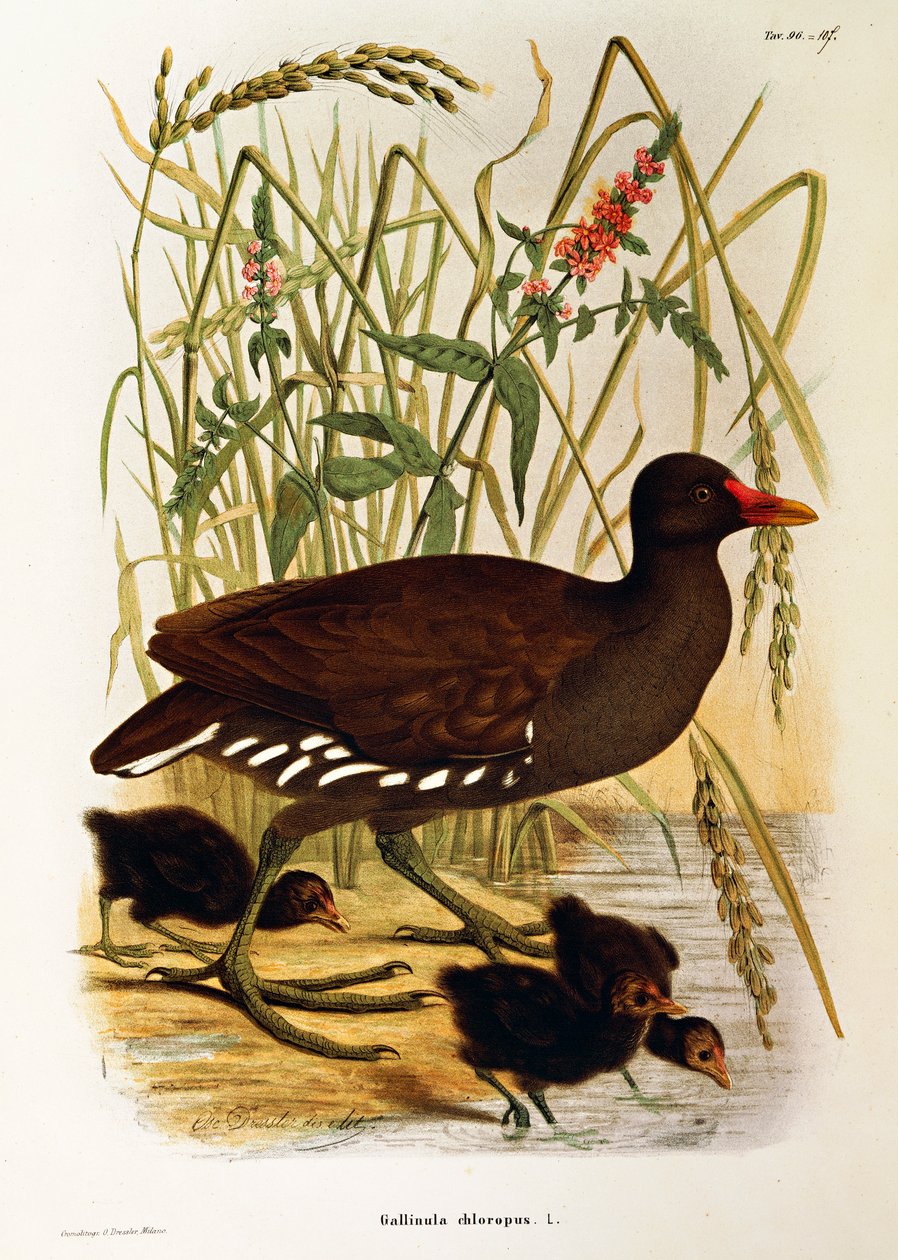 Illustration fra Eugenio Bettonis "Natural History of Birds that Nest in Lombardy" repræsenterende almindelig hedehøne Gallinula chloropus, af Oscar Dressler af Eugenio Bettoni, Oscar Dressler