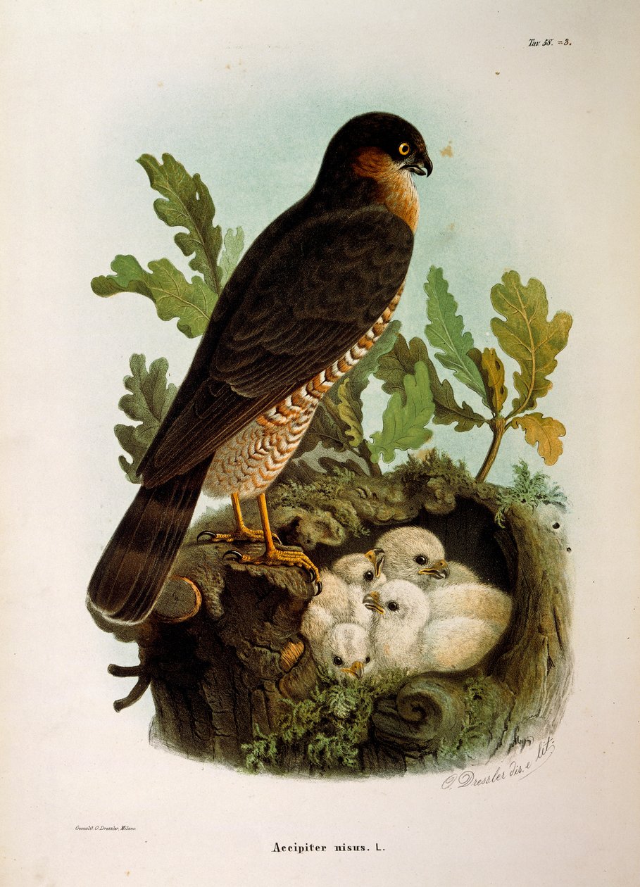 Illustration fra Eugenio Bettoni