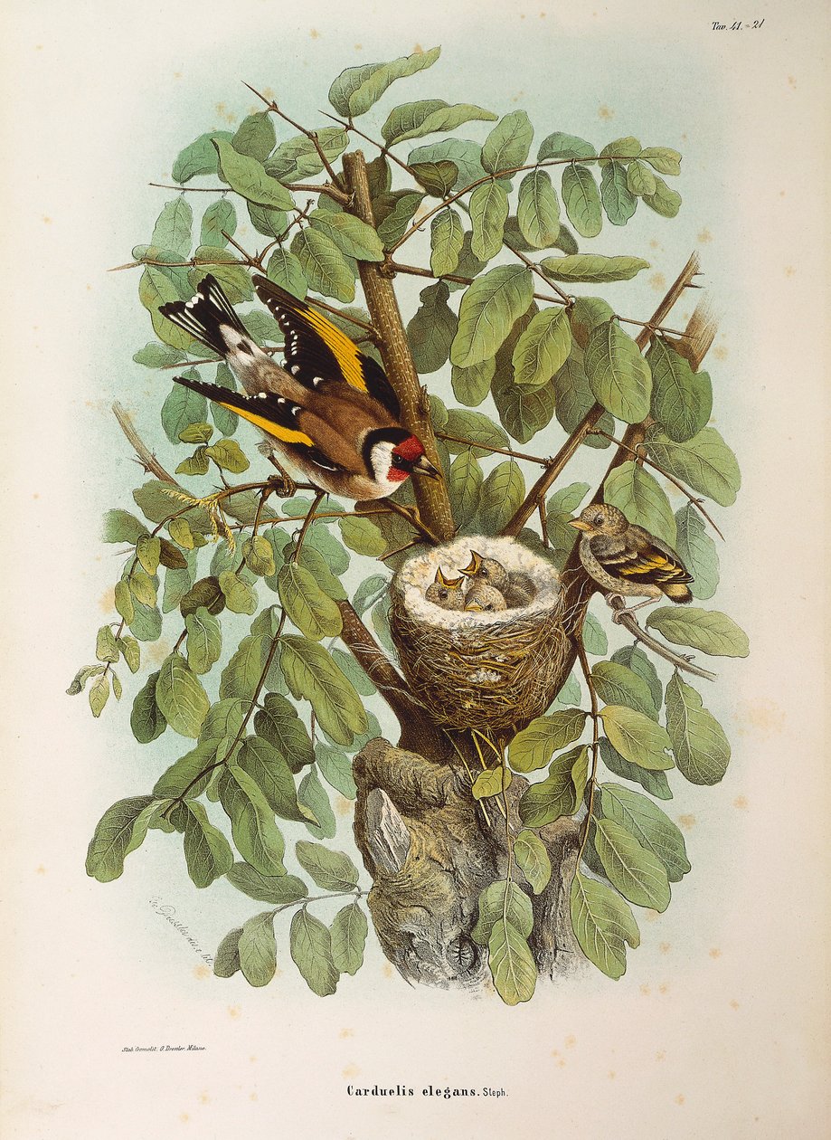 Illustration fra Eugenio Bettonis "Natural History of Birds that Nest in Lombardiet", der repræsenterer den europæiske Goldfinch Carduelis carduelis-familie, af Oscar Dressler af Eugenio Bettoni, Oscar Dressler