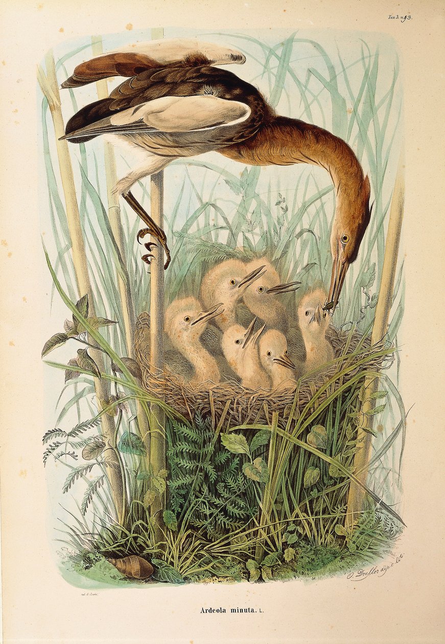Illustration fra Eugenio Bettonis "Natural History of Birds that Nest in Lombardy" repræsenterende Little Bittern Ixobrychus minutus, af Oscar Dressler af Eugenio Bettoni, Oscar Dressler