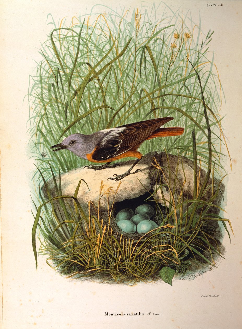 Illustration fra Eugenio Bettonis "Natural History of Birds that Nest in Lombardy" repræsenterende Rock Thrush Monticola saxatilis hun for rede, af Oscar Dressler af Eugenio Bettoni, Oscar Dressler