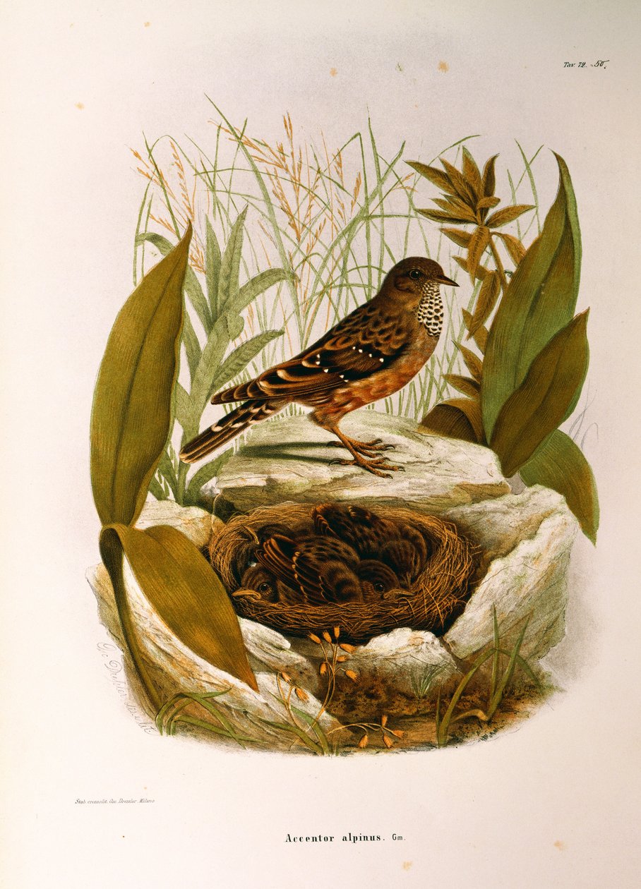 Illustration fra Eugenio Bettonis "Natural History of Birds that Nest in Lombardy" repræsenterende Alpine Accentor Prunella collaris, af Oscar Dressler af Eugenio Bettoni, Oscar Dressler