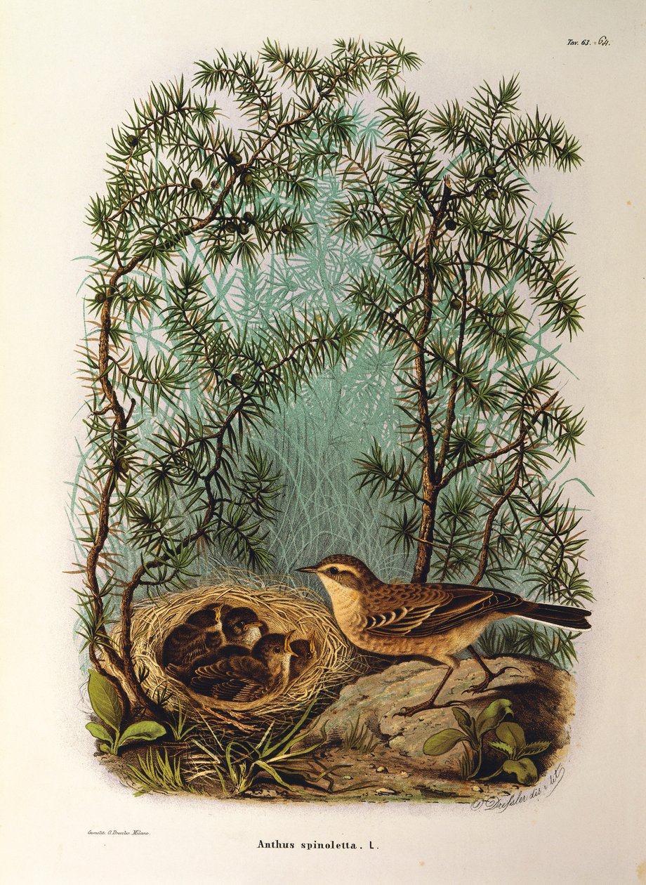 Illustration fra Eugenio Bettonis "Natural History of Birds that Nest in Lombardy" repræsenterende vandpiber Anthus spinoletta, af Oscar Dressler af Eugenio Bettoni, Oscar Dressler