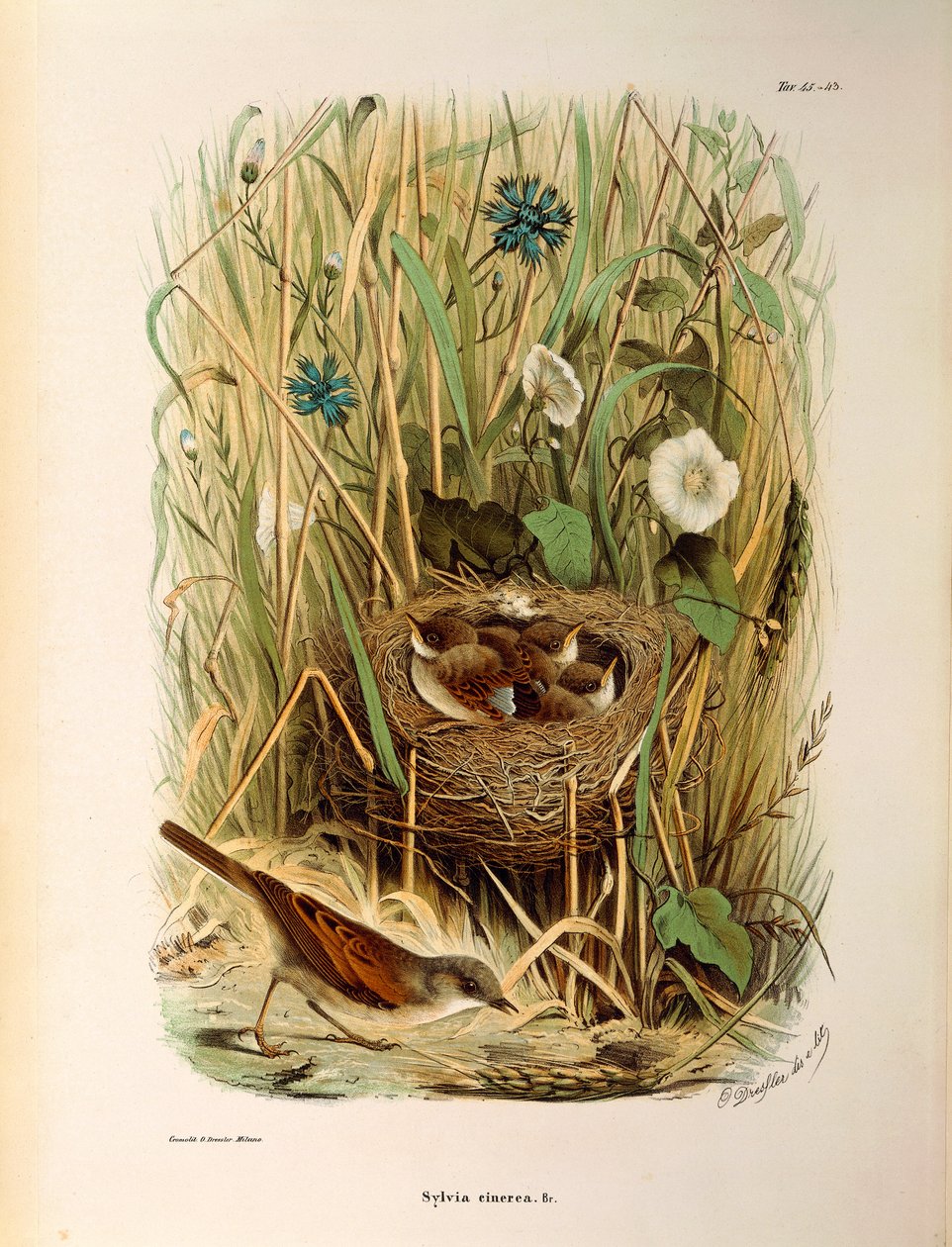 Illustration fra Eugenio Bettonis "Natural History of Birds that Nest in Lombardy" repræsenterende Whitethroat Sylvia communis eller cinerea, af Oscar Dressler af Eugenio Bettoni, Oscar Dressler