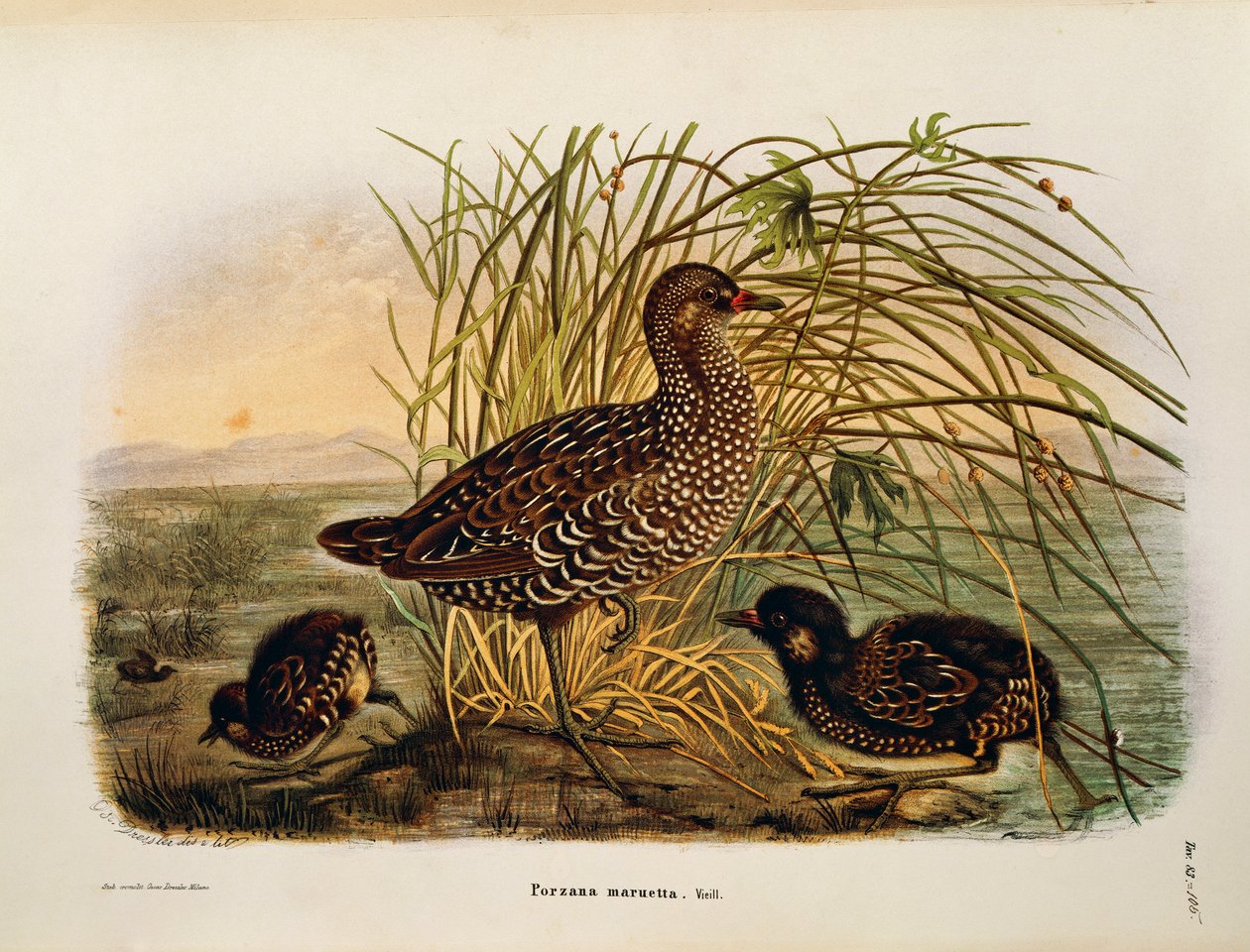 Illustration fra Eugenio Bettonis "Natural History of Birds that Nest in Lombardy" repræsenterende Spotted Crake Porzana porzana, af Oscar Dressler af Eugenio Bettoni, Oscar Dressler