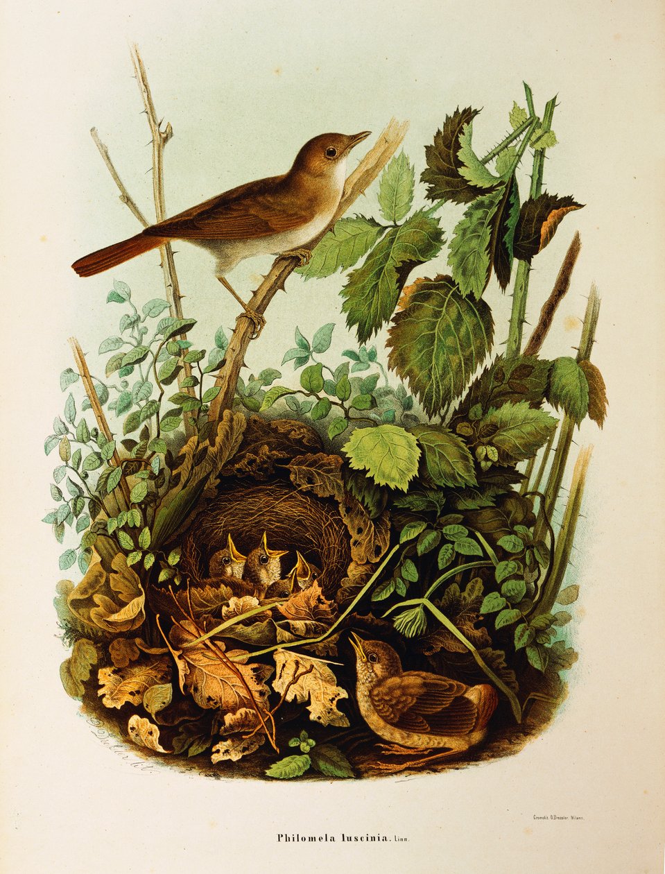 Illustration fra Eugenio Bettonis "Natural History of Birds that Nest in Lombardy", der repræsenterer Nightingale Luscinia megarhynchos, af Oscar Dressler af Eugenio Bettoni, Oscar Dressler