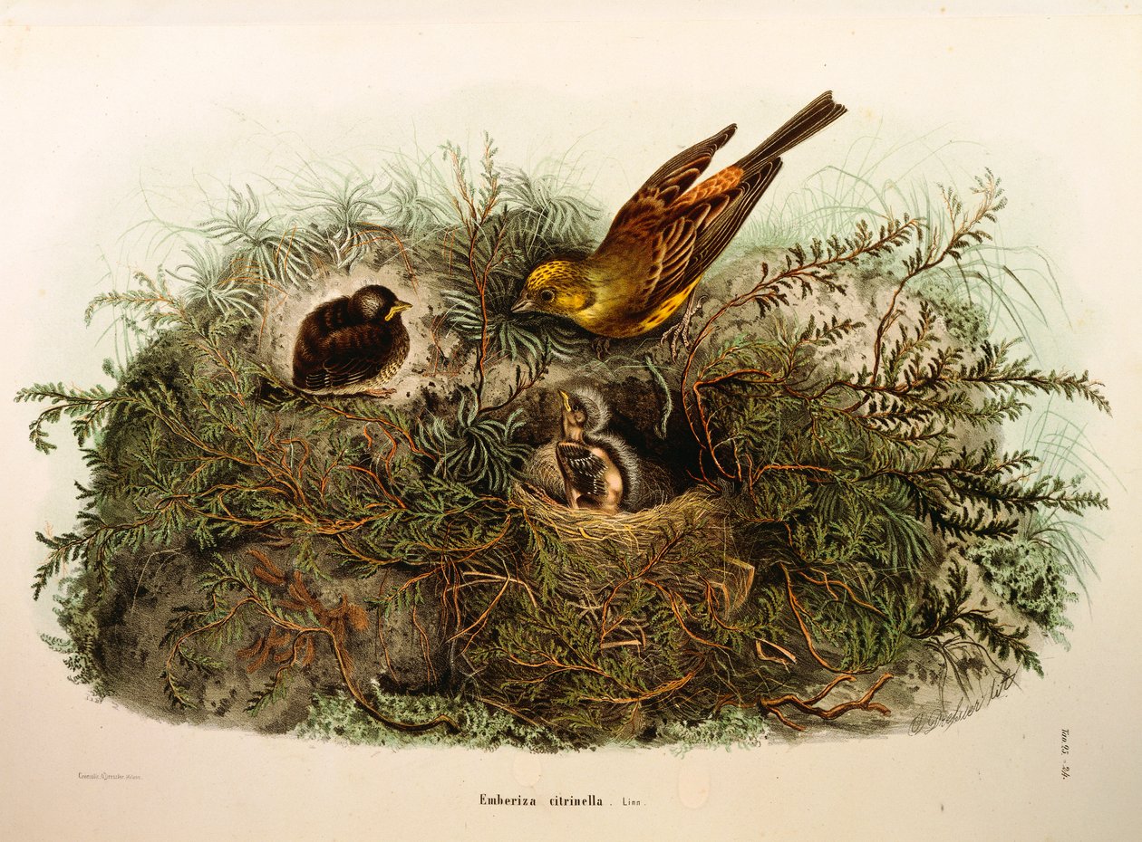 Illustration fra Eugenio Bettonis "Natural History of Birds that Nest in Lombardy" repræsenterende Yellowhammer Emberiza citrinella, af Oscar Dressler af Eugenio Bettoni, Oscar Dressler