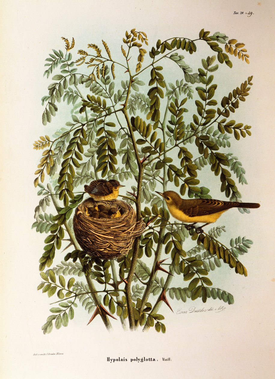 Illustration fra Eugenio Bettonis "Natural History of Birds that Nest in Lombardy" repræsenterende Melodious Warbler Hippolais polyglotta, af Oscar Dressler af Eugenio Bettoni, Oscar Dressler