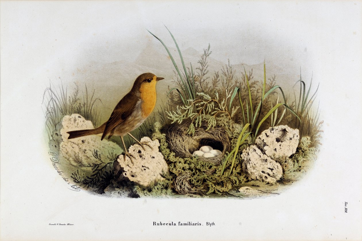 Repræsentation af Red Gorge (Rubecula familiaris) (Chromolithography af Eugenio and Dressler Oscar  Bettoni