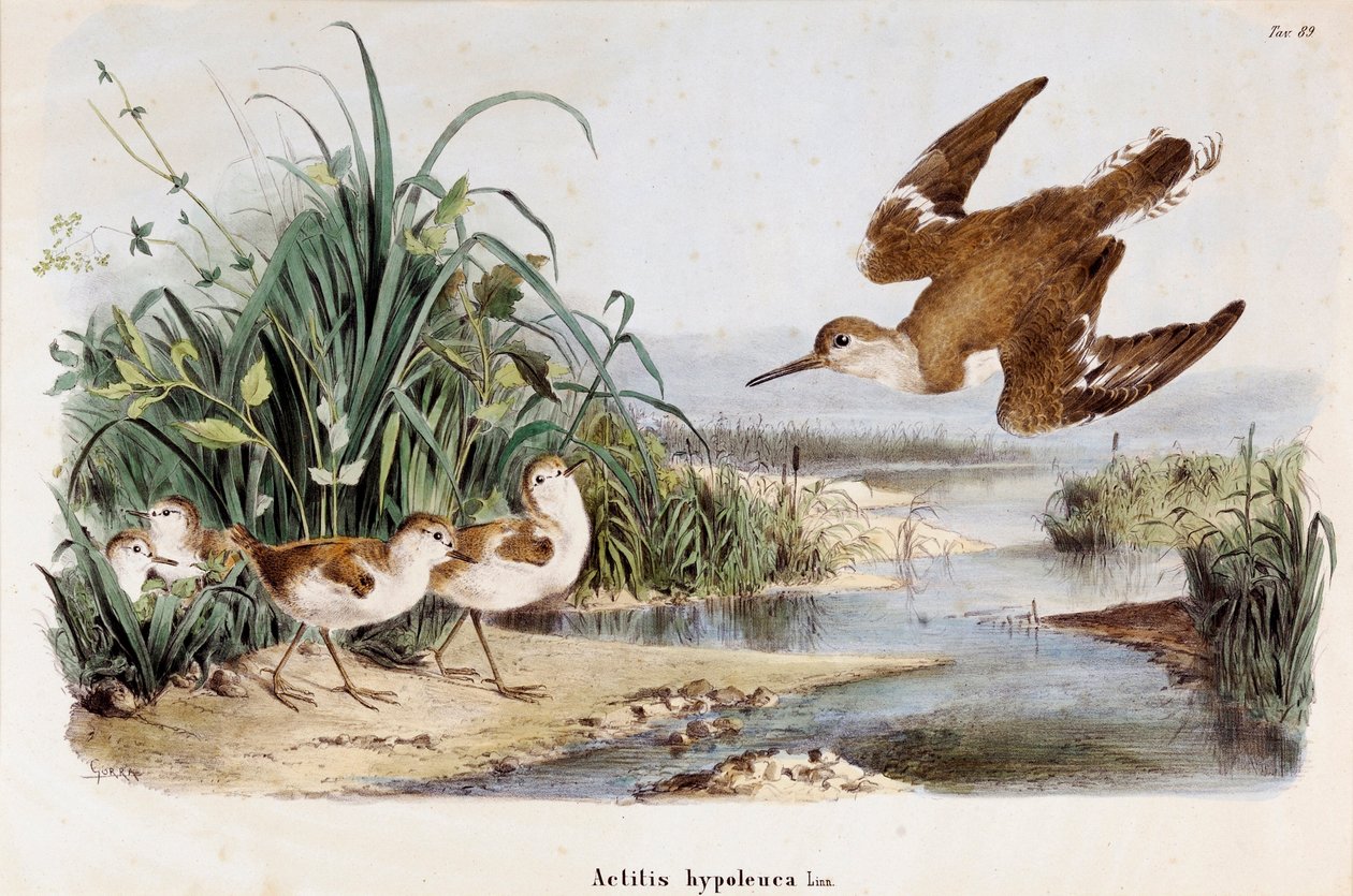 Repræsentation af Becassine Chevalier guignette (Actitis hypoleuca) (kromolitografi af Eugenio and Dressler Oscar  Bettoni